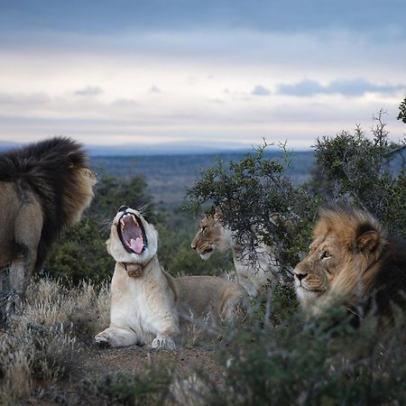 Kuzuko Lodge Addo Esterno foto