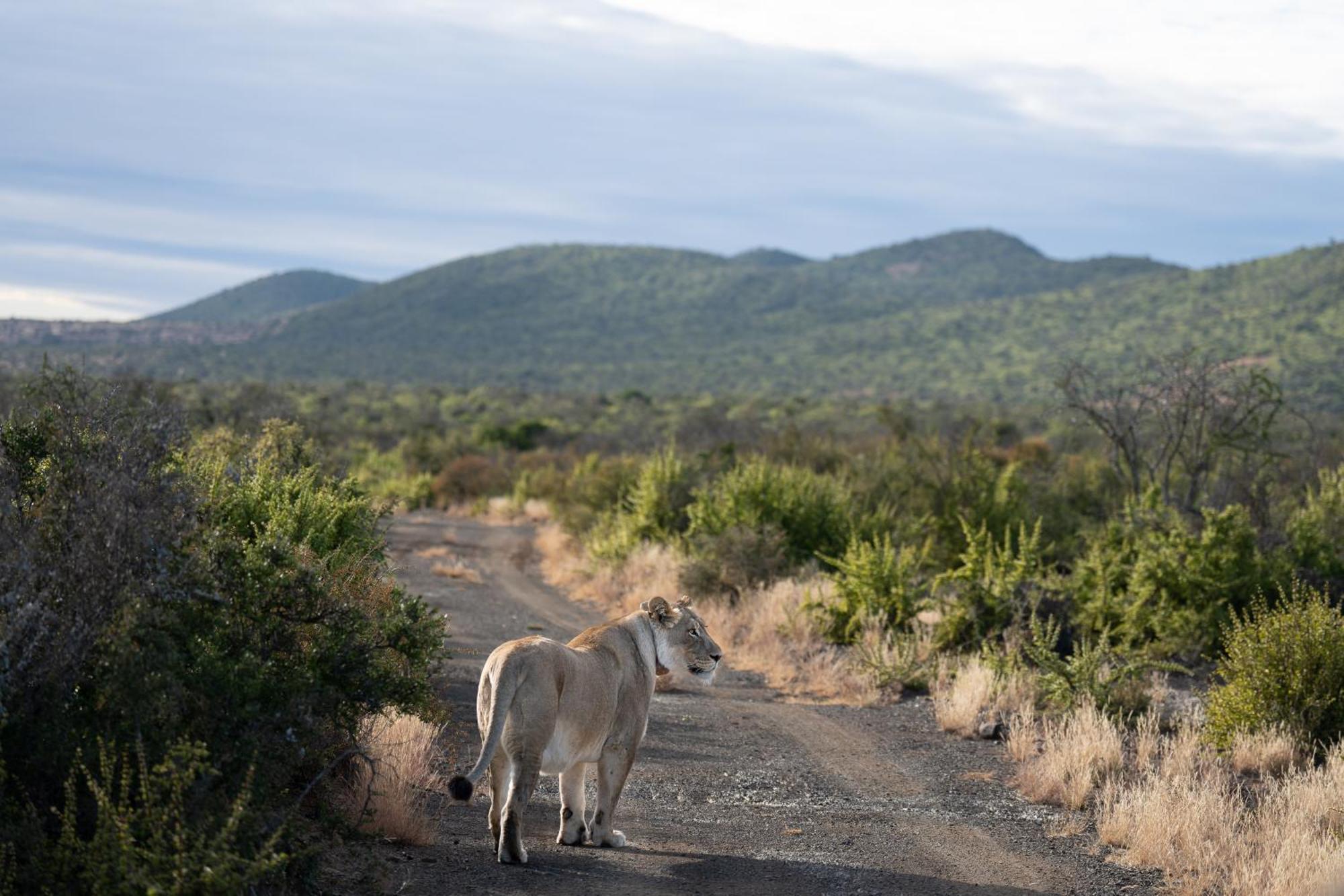 Kuzuko Lodge Addo Esterno foto