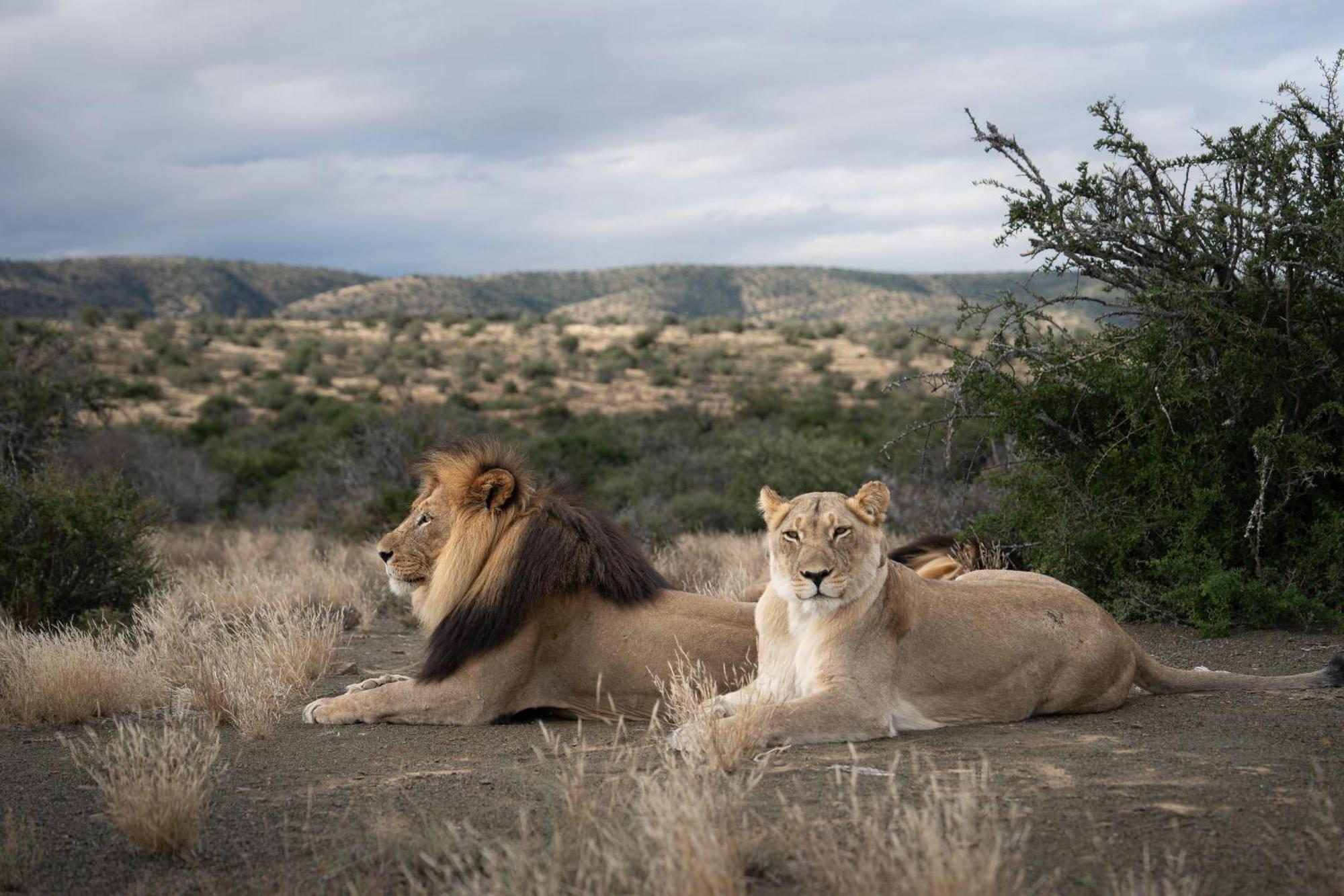 Kuzuko Lodge Addo Esterno foto