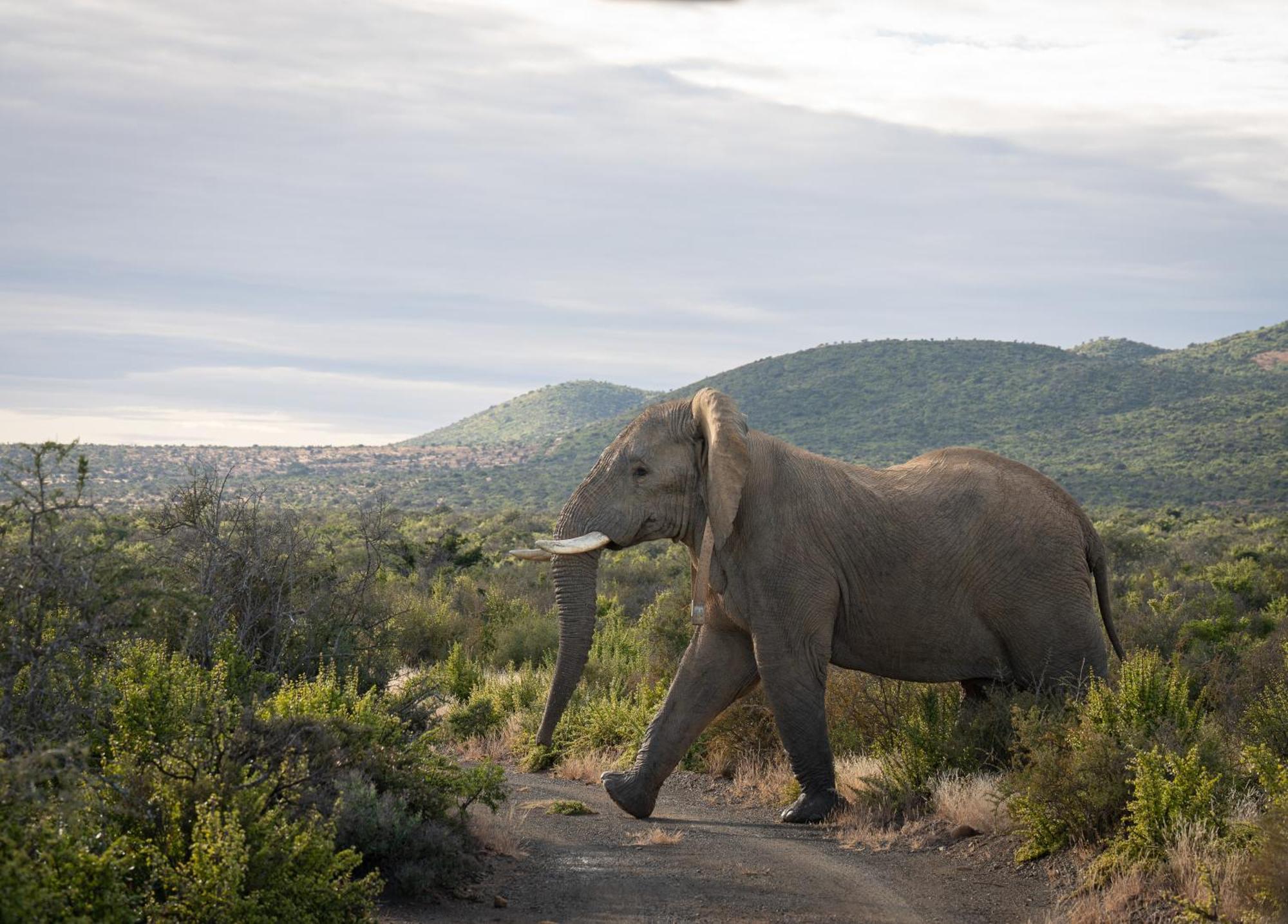 Kuzuko Lodge Addo Esterno foto