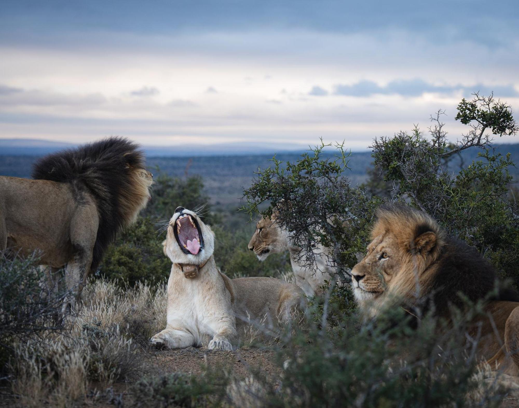 Kuzuko Lodge Addo Esterno foto
