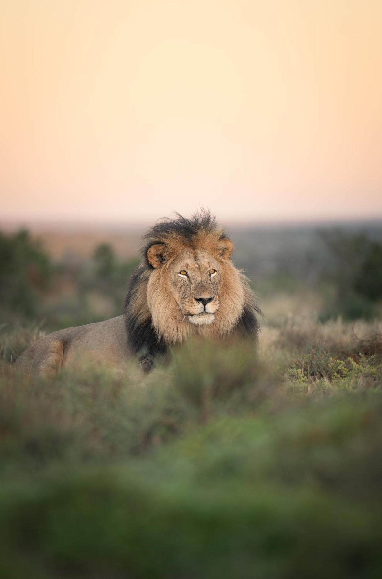 Kuzuko Lodge Addo Esterno foto