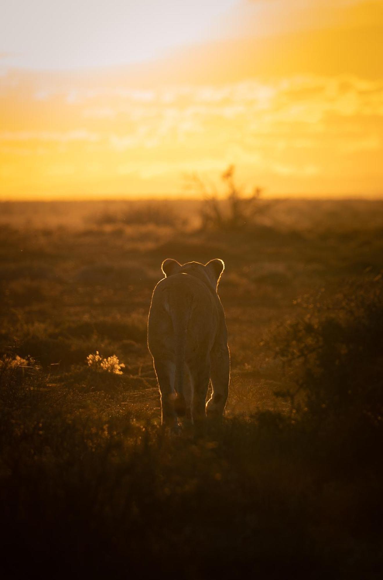 Kuzuko Lodge Addo Esterno foto