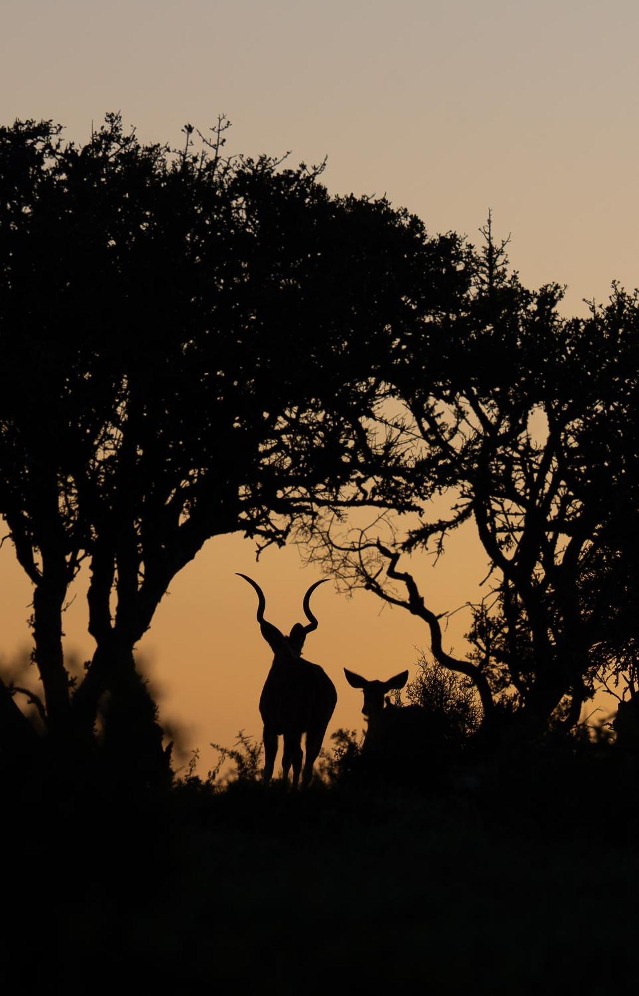 Kuzuko Lodge Addo Esterno foto