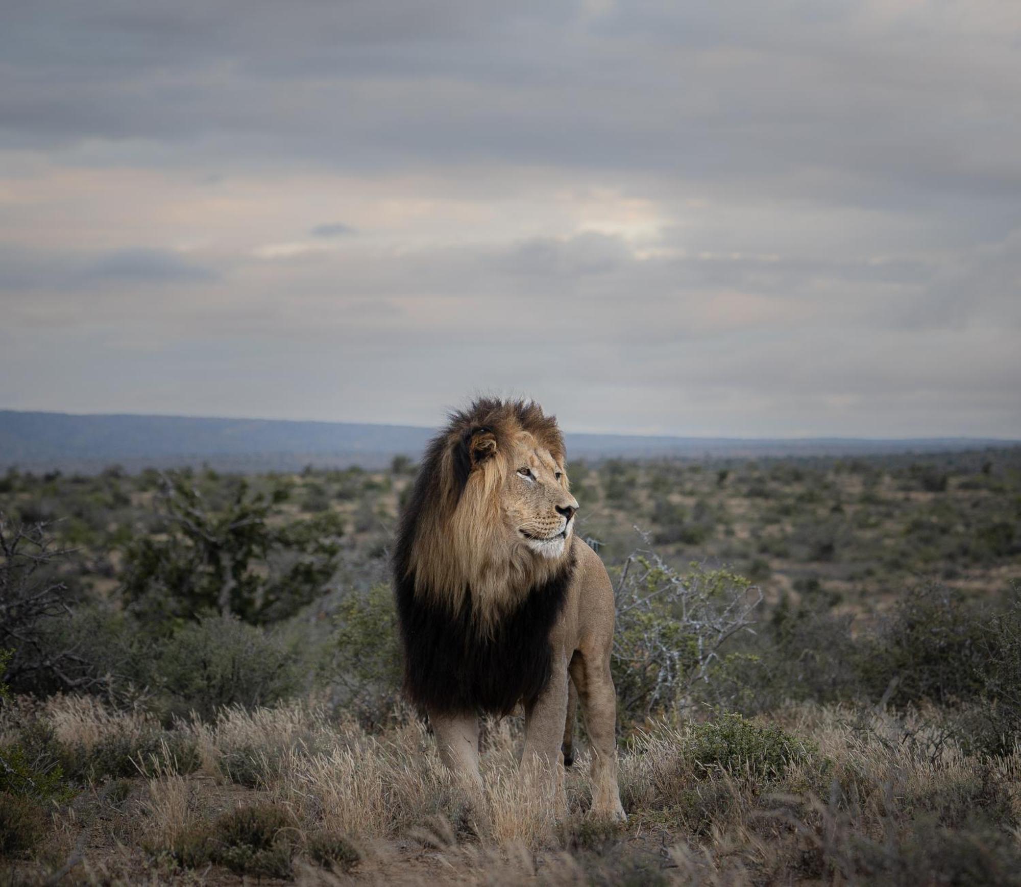 Kuzuko Lodge Addo Esterno foto